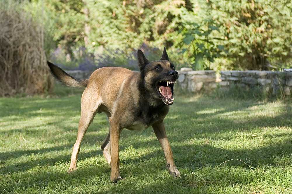 Wausau-Dog-Bite-Lawyer