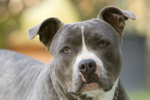 pit bull dog